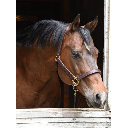 Perri's 1" Premium Leather Halter - Made in USA