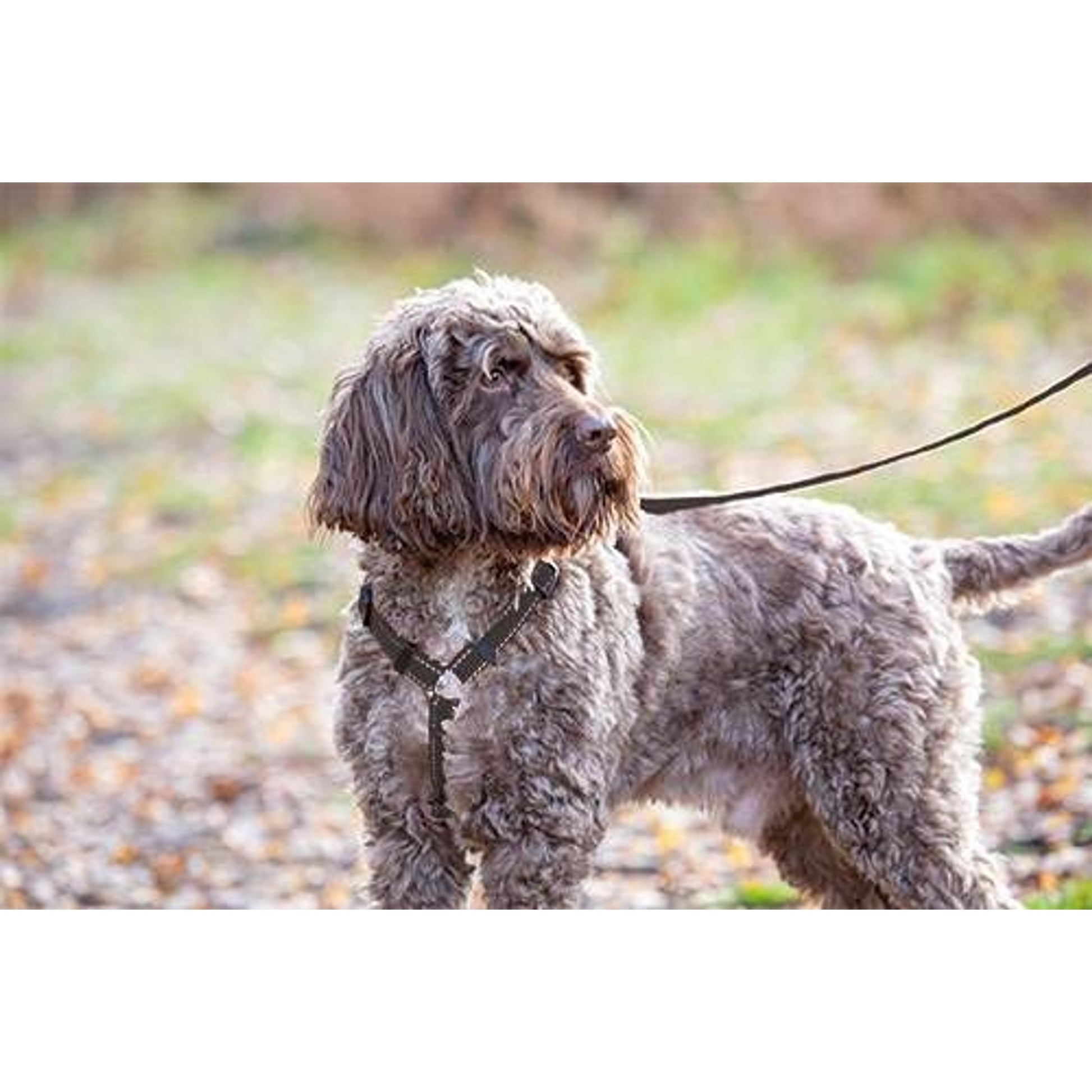 Shires Digby & Fox Webbing Dog Harness