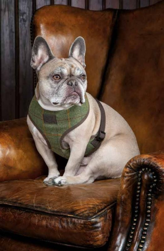 Shires Digby & Fox Hundehalsband Tweed – Klassisches Landhaus-Design, Mit Lederfutter, Größe L