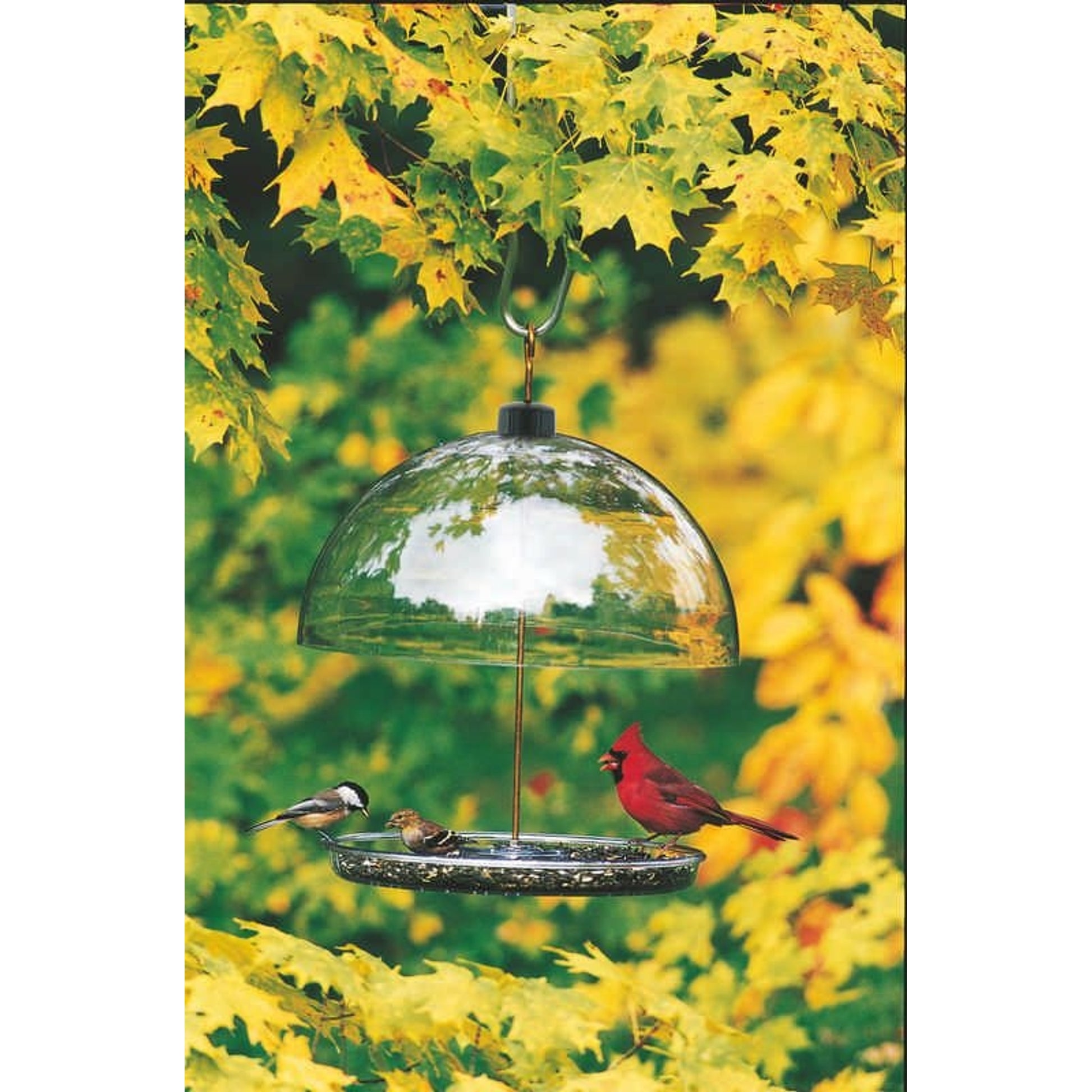 Dorothy's Cardinal Feeder