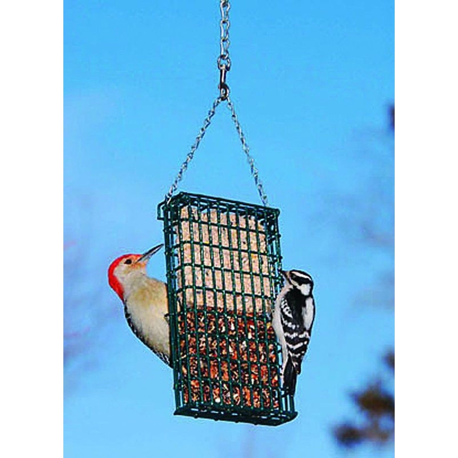 Droll Yankees Double Suet Bird Feeder