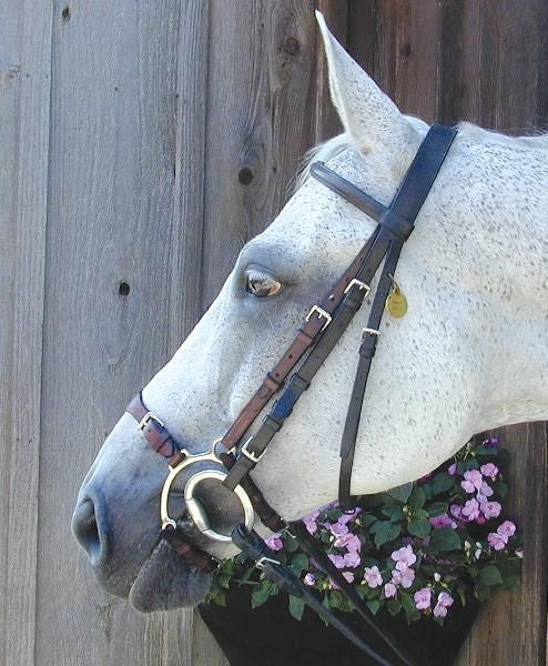Nunn Finer Adjustable Lever Noseband