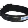 Baydog