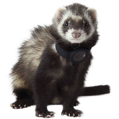 Marshall Ferret Finder - Ferret Finder Blk 72