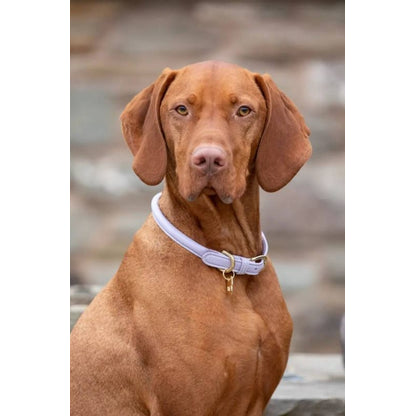 Shires Digby & Fox Rolled Leather Dog Collar