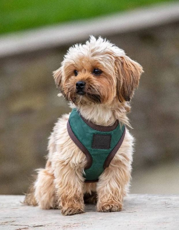 Shires Digby & Fox Quilted Harness