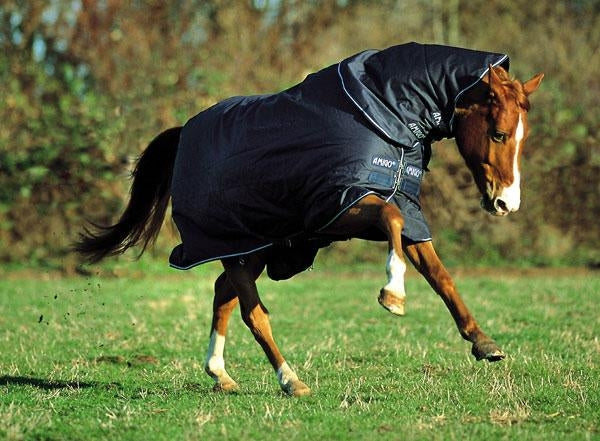 Amigo Bravo Turnout Blanket - Heavy Weight