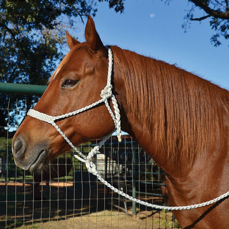 Martin Mule Tape Halter