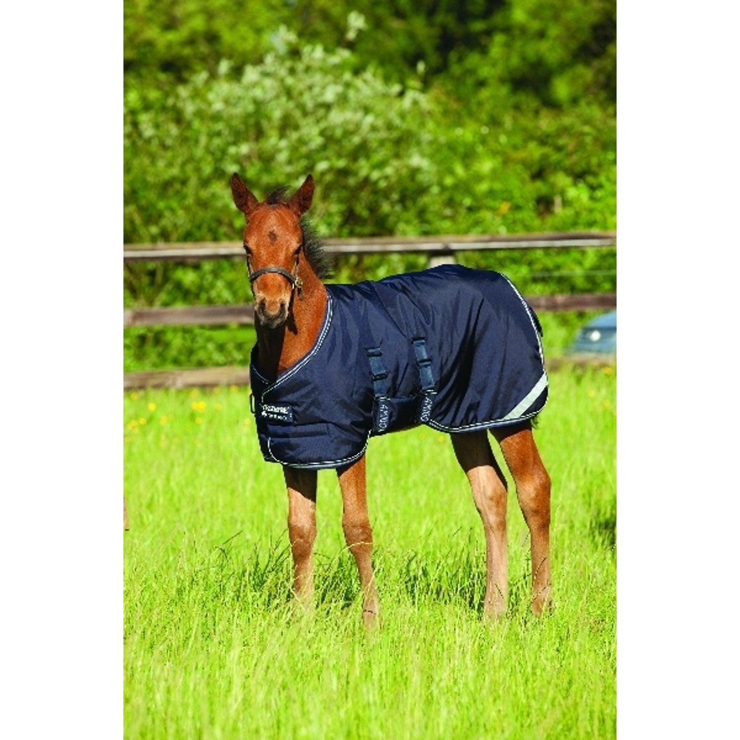 horseware-aarh1v_bbw0_01.jpg