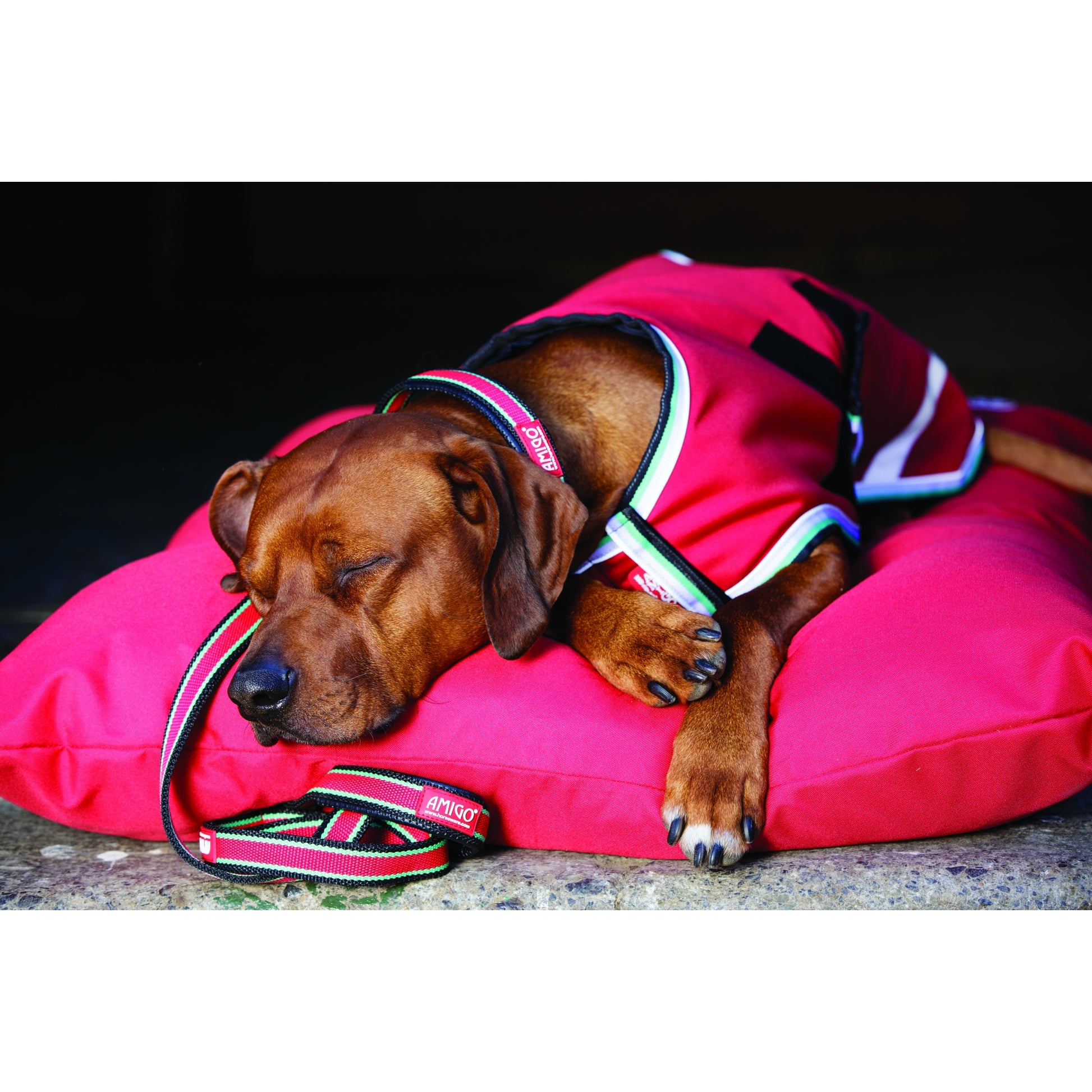 Amigo Waterproof Dog Blanket