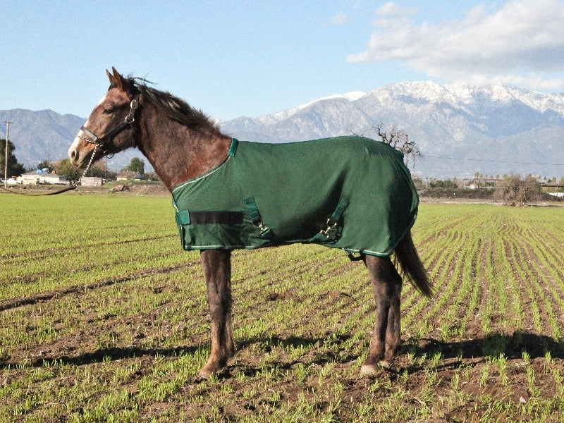 Kensington Adjustable Egyptian Cotton Show Sheet - Weanling