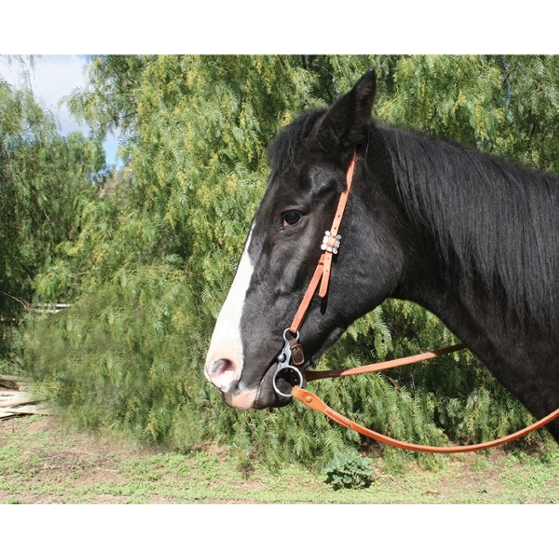 Professionals Choice RP Colt Breaker Correction