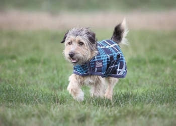 Shires Waterproof Dog Coat