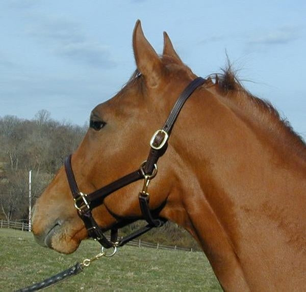 Pro-Trainer 3/4" Double Stitched Leather Halter