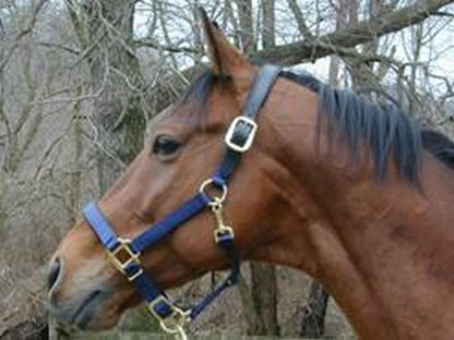 Intrepid Premium Nylon Breakaway Halter with Padded Crown/Nose