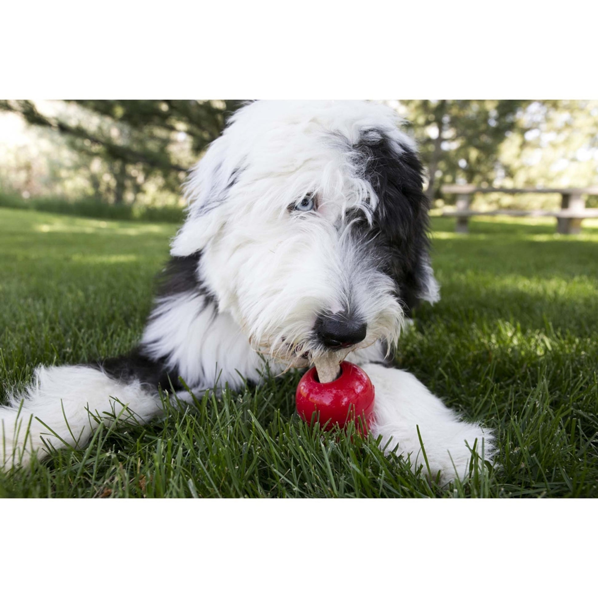 KONG Ziggies Dog Treats